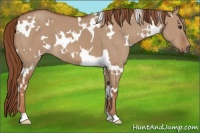 Horse Color:White Spotted Red Dun