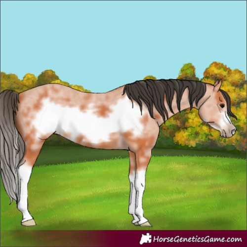 Horse Color:Bay Sabino Splash Frame 