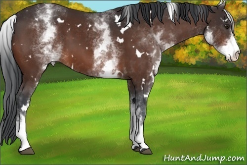 Horse Color:White Spotted Brown 