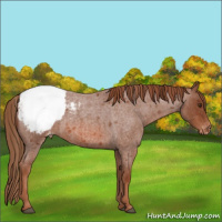 Horse Color:Red Roan Appaloosa 