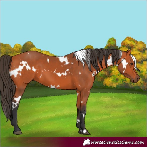 Horse Color:White Spotted Bay 