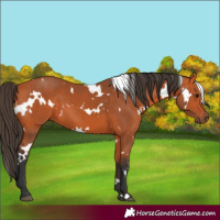 Horse Color:White Spotted Bay 