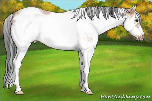 Horse Color:White Spotted Bay Roan Splash Frame 