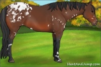 Horse Color:White Spotted Bay Varnish 