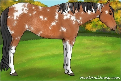 Horse Color:White Spotted Bay Tobiano Rabicano 