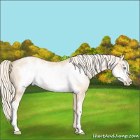 Horse Color:Palomino Pearl Dun Sabino Frame 