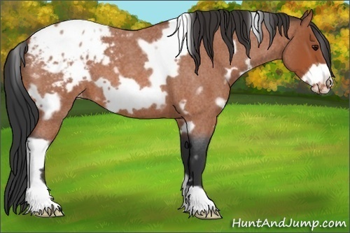 Horse Color:White Spotted Bay Roan Frame Appaloosa 