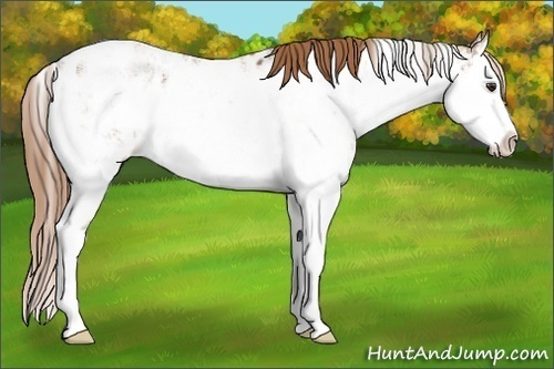 Horse Color:Chestnut Sabino Splash Appaloosa 