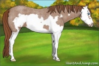 Horse Color:Red Roan Splash Frame
