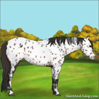 Horse Color:White Spotted Bay Sabino Appaloosa