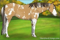 Horse Color:White Spotted Buckskin Sabino 