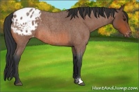 Horse Color:Bay Roan Appaloosa