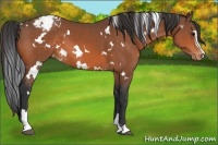 Horse Color:White Spotted Bay Sabino Appaloosa