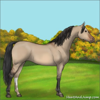 Horse Color:Bay Dun