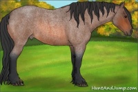 Horse Color:Bay Roan 