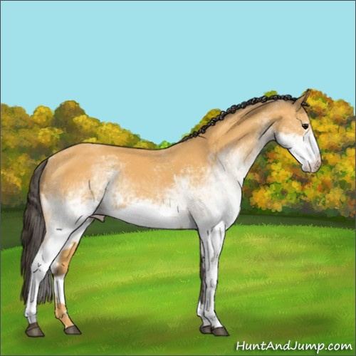 Horse Color:White Spotted Buckskin