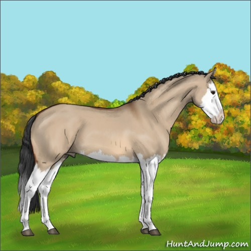 Horse Color:Bay Dun Splash