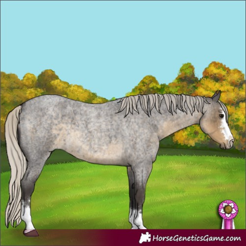 Horse Color:Silver Smoky Blue Roan 