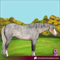 Horse Color:Silver Smoky Blue Roan 