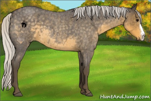 Horse Color:Silver Smoky Blue Roan 