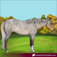 Horse Color:Silver Smoky Blue Roan 
