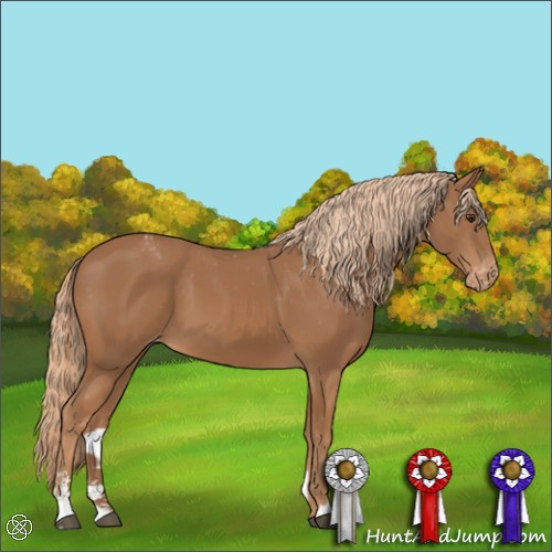 Horse Color:Chestnut Sabino Appaloosa
