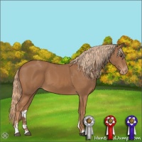 Horse Color:Chestnut Sabino Appaloosa 