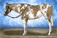 Horse Color:White Spotted Silver Buckskin Dun 