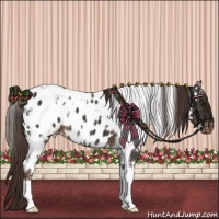 Horse Color:White Spotted Liver Chestnut Appaloosa 