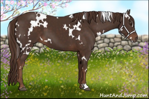Horse Color:White Spotted Liver Chestnut 