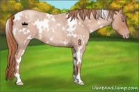 Horse Color:White Spotted Gold Champagne Roan 