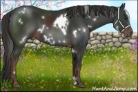 Horse Color:White Spotted Liver Chestnut 
