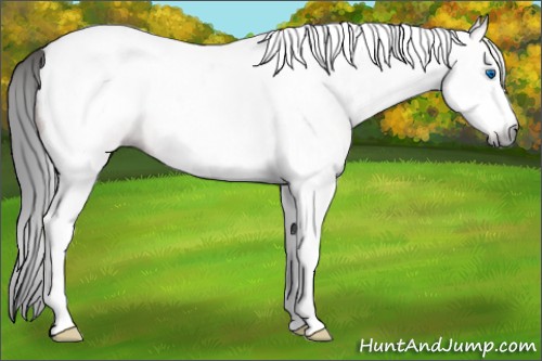 Horse Color:Gray Bay Tobiano Frame Blanket 