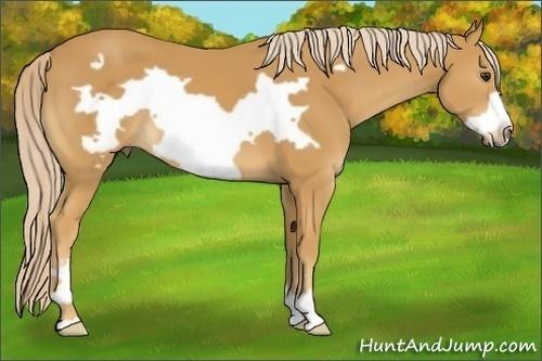 Horse Color:Palomino Frame 