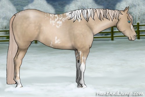 Horse Color:Chocolate Palomino Pearl Tobiano Frame and Chocolate Palomino Pearl Tobiano Frame