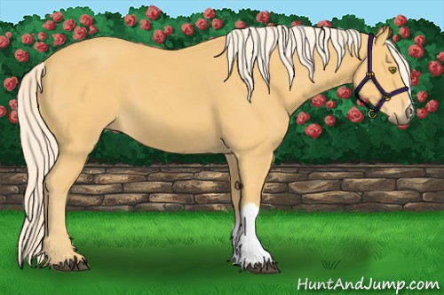 Horse Color:Palomino