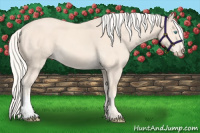 Horse Color:Cremello 