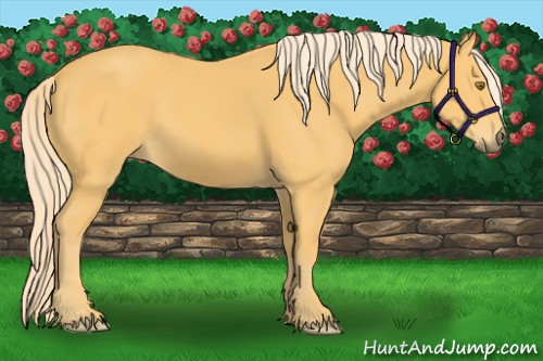 Horse Color:Palomino