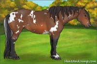 Horse Color:White Spotted Bay 
