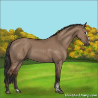 Horse Color:Bay Dun Sabino 