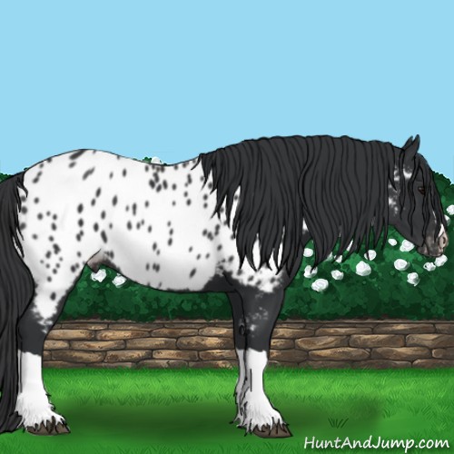 Horse Color:Black Near Leopard