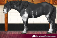 Horse Color:Black Sabino 