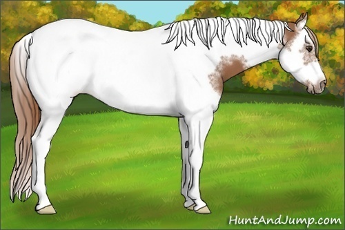 Horse Color:Chestnut Splash Tobiano Frame 
