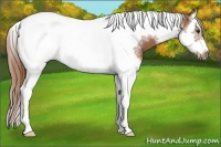 Horse Color:Chestnut Splash Tobiano Frame