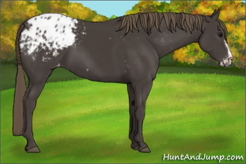 Horse Color:Smoky Black Frame Appaloosa