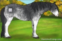 Horse Color:White Spotted Black 