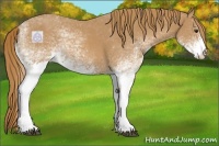 Horse Color:White Spotted Chestnut 