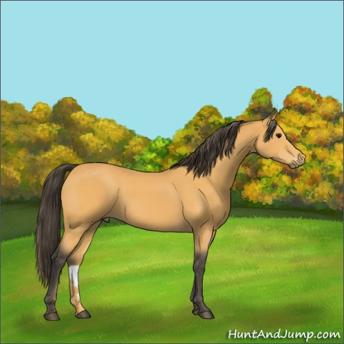 Horse Color:Buckskin 