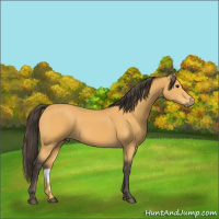 Horse Color:Buckskin