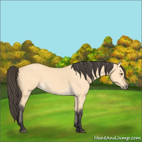 Horse Color:Buckskin Dun 